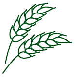 green wheat icon